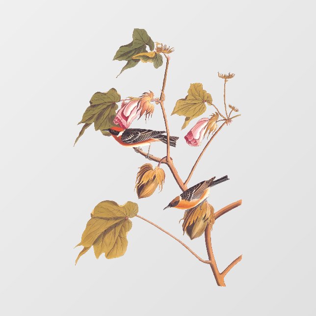 Audubon Bay-Breasted Warbler Bird on Cotton Plant (Sheet)