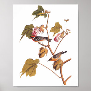 Audubon Bay-Breasted Warbler Bird on Cotton Plant Poster