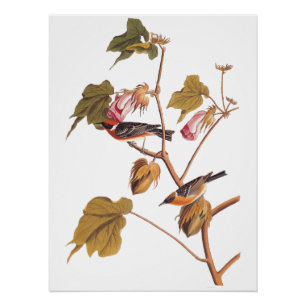 Audubon Bay-Breasted Warbler Bird on Cotton Plant Poster