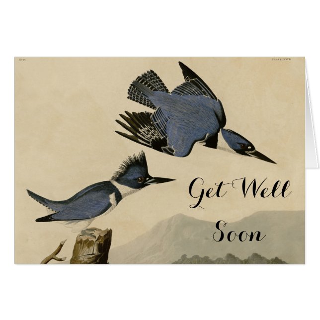 Audubon Belted Kingfisher Wildlife Bird (Front Horizontal)