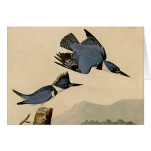 Audubon Belted Kingfisher Wildlife Bird