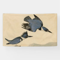 Audubon Belted Kingfisher Wildlife Bird