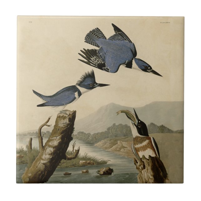 Audubon Belted Kingfisher Wildlife Bird Ceramic Tile (Front)