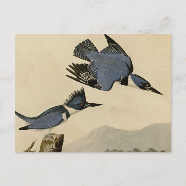 Audubon Belted Kingfisher Wildlife Bird Postcard (Front)