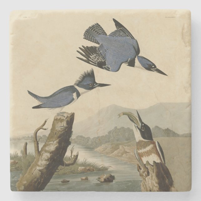 Audubon Belted Kingfisher Wildlife Bird Stone Coaster (Front)