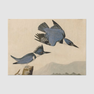 Audubon Belted Kingfisher Wildlife Bird Tissue Paper
