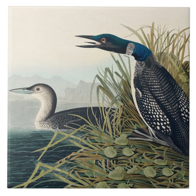 Audubon Bird Loon Diver Classic Ceramic Tile (Front)