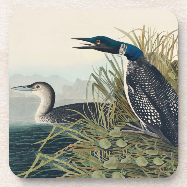 Audubon Bird Loon Diver Classic Coaster (Front)