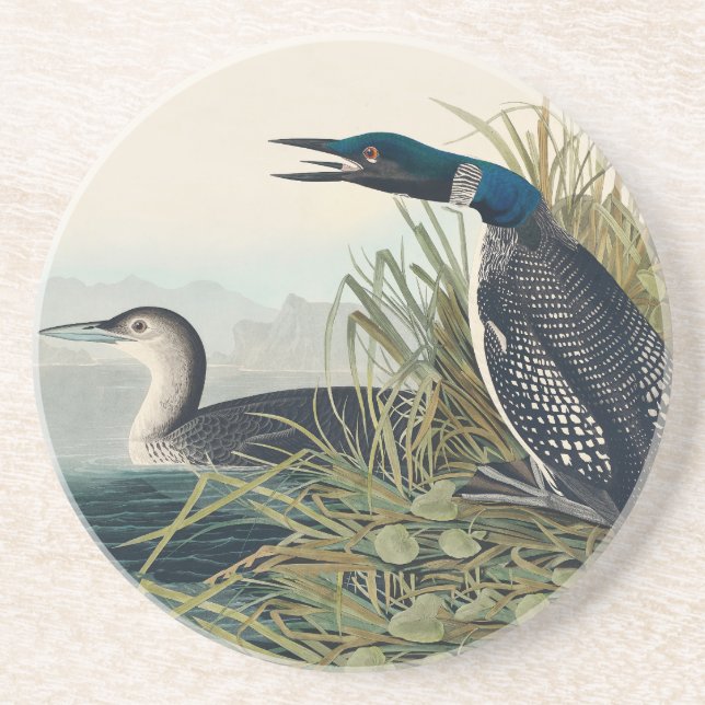 Audubon Bird Loon Diver Classic Coaster (Front)