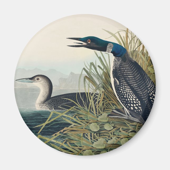 Audubon Bird Loon Diver Classic Magnet (Front)