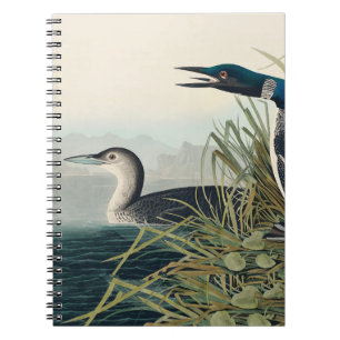 Audubon Bird Loon Diver Classic Notebook