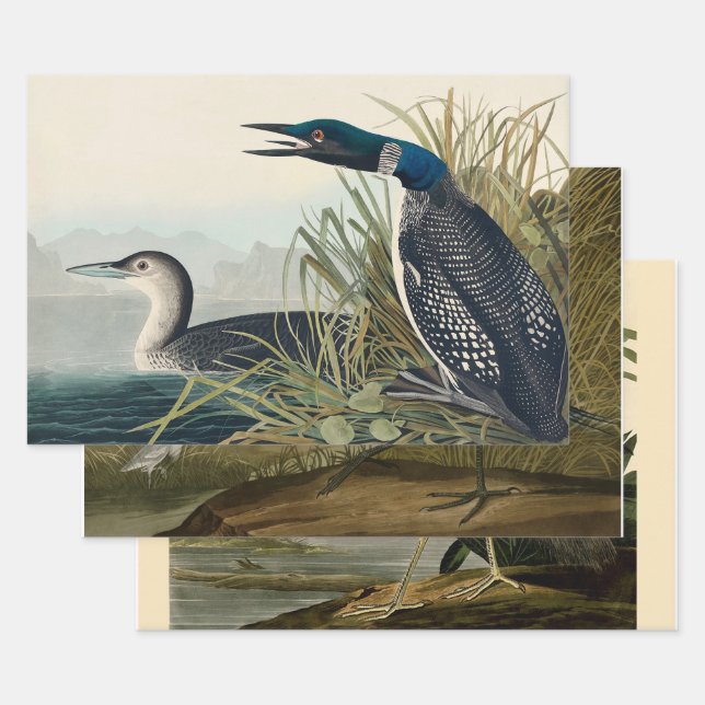 Audubon Bird Loon Diver Classic Wrapping Paper Sheet (Set)