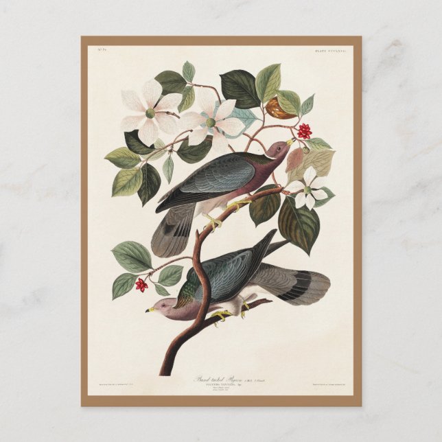 Audubon, Birds of America, Pigeon, Nature, Vintage Postcard (Front)