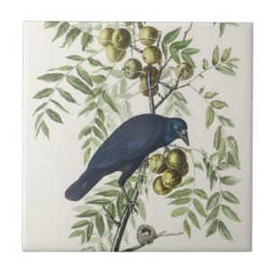 Audubon Black Crow American Bird Illustration Ceramic Tile