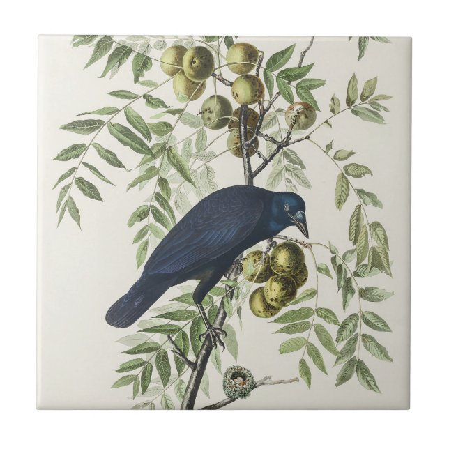 Audubon Black Crow American Bird Illustration Ceramic Tile (Front)