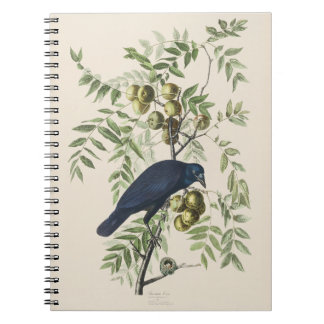 Audubon Black Crow American Bird Illustration Notebook