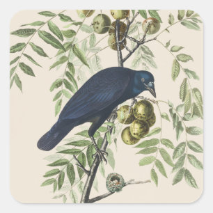 Audubon Black Crow American Bird Illustration Square Sticker