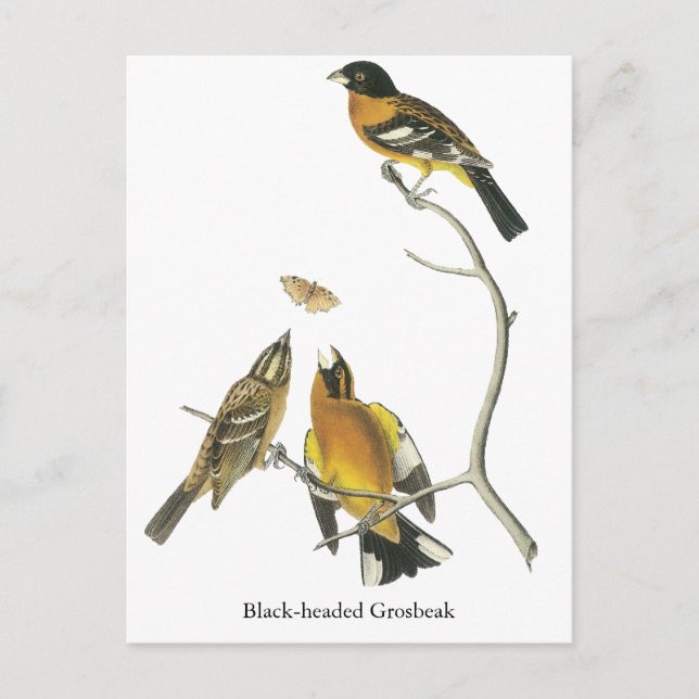 Audubon Black-headed Grosbeak Postcard (Front)