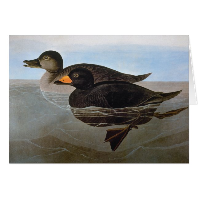 Audubon: Black Scoter (Front Horizontal)