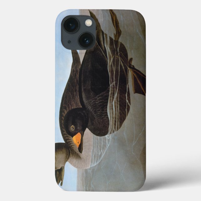 Audubon: Black Scoter Case-Mate iPhone Case (Back)