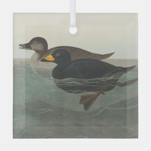 Audubon Black Scoter Print: Vintage Coastal Duck Glass Tree Decoration