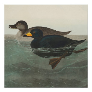 Audubon Black Scoter Print: Vintage Coastal Duck Poster