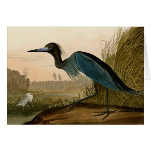 Audubon Blue Crane Heron Birds of America