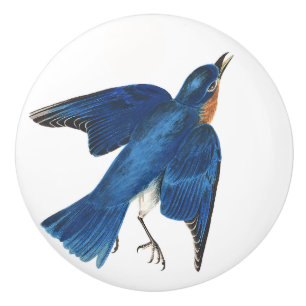 Audubon Bluebird Bird Wildlife Animal Knob