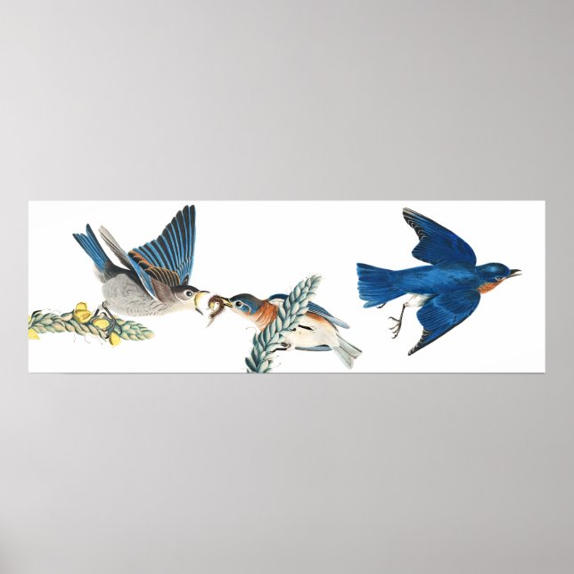 Audubon Bluebird Birds Animal Wildlife Poster (Front)