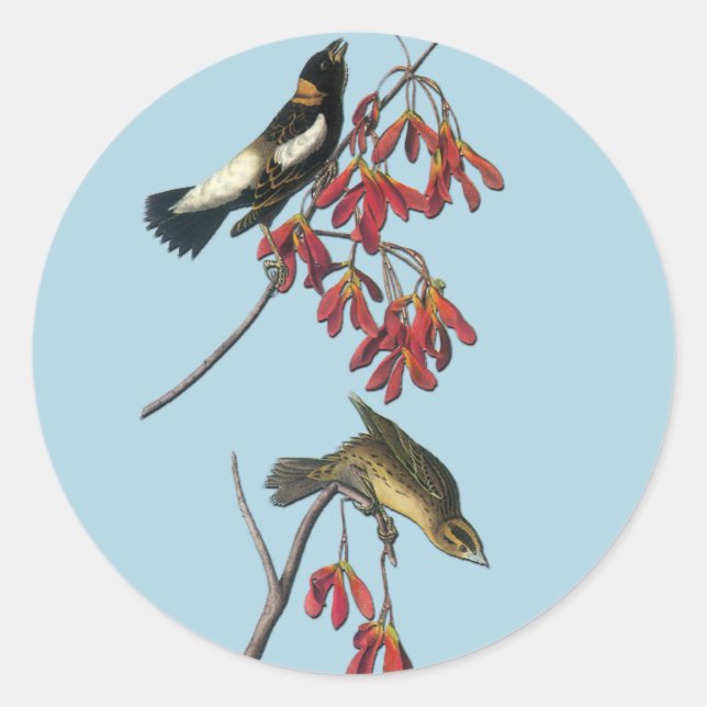 Audubon Bobolink Bird Art Stickers (Front)