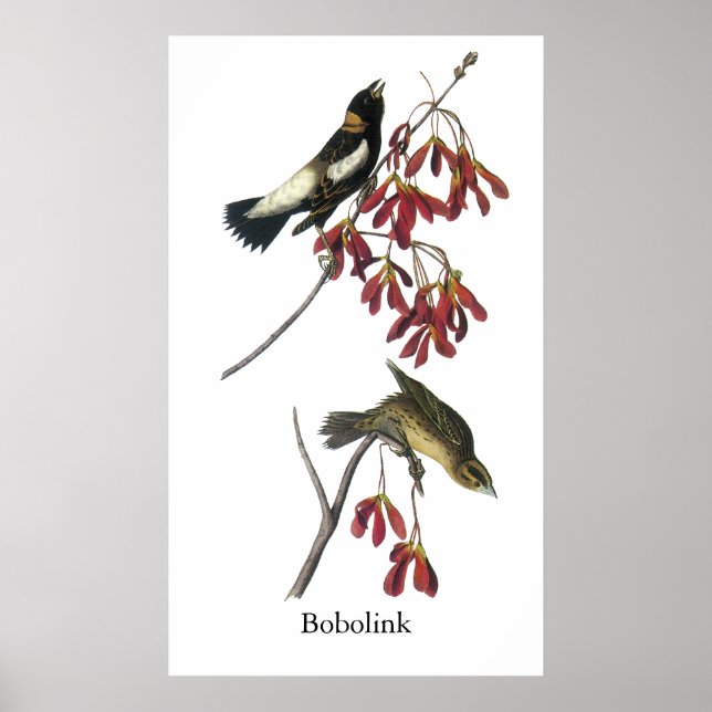 Audubon Bobolink Poster (Front)