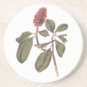 Audubon Bonaparte Flycatcher Songbird and Magnolia Coaster