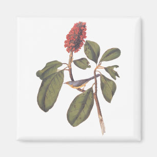 Audubon Bonaparte Flycatcher Songbird and Magnolia Magnet