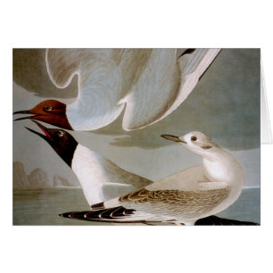 Audubon: Bonaparte's Gull