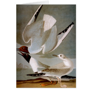 Audubon: Bonaparte's Gull