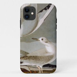 Audubon: Bonaparte's Gull iPhone 11 Case