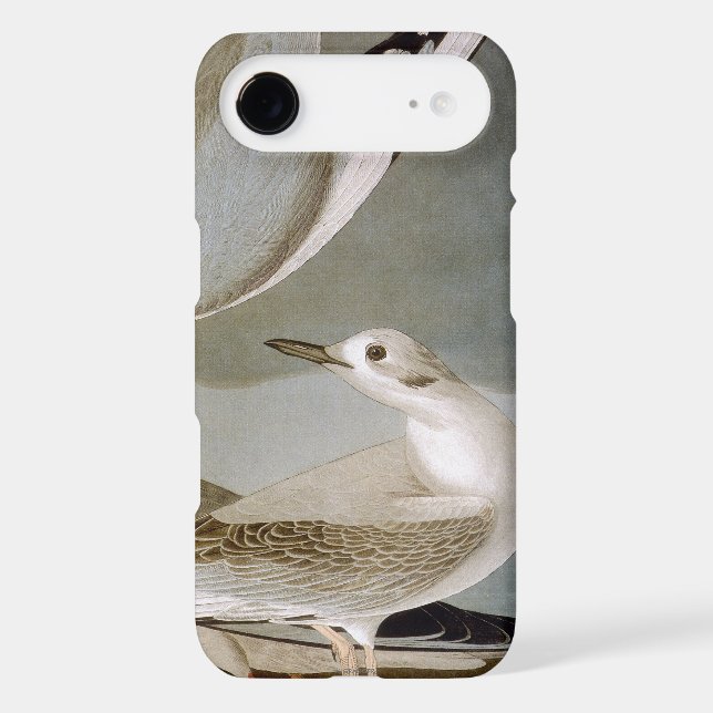 Audubon: Bonaparte's Gull Case-Mate Samsung Galaxy Case (Back)