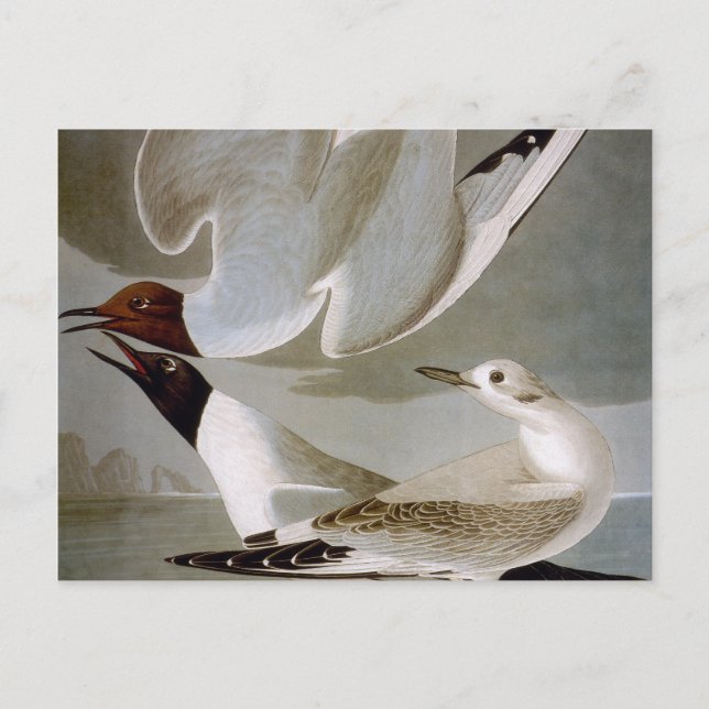 Audubon: Bonaparte's Gull Postcard (Front)