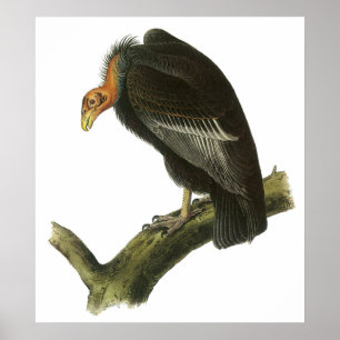 Audubon California Condor Poster