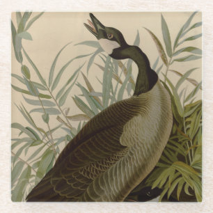 Audubon Canada Goose Wildlife Bird Glass Coaster