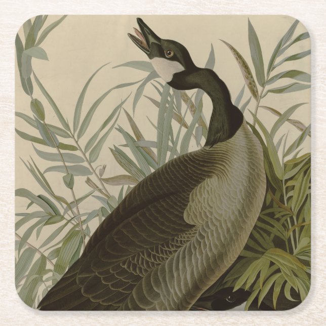 Audubon Canada Goose Wildlife Bird Square Paper Coaster (Front)