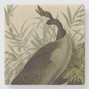Audubon Canada Goose Wildlife Bird Stone Coaster