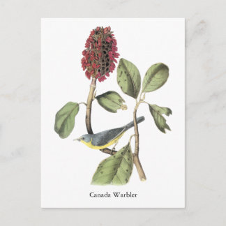 Audubon Canada Warbler Postcard