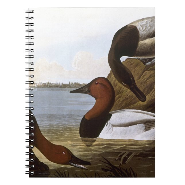 Audubon: Canvasback Notebook (Front)
