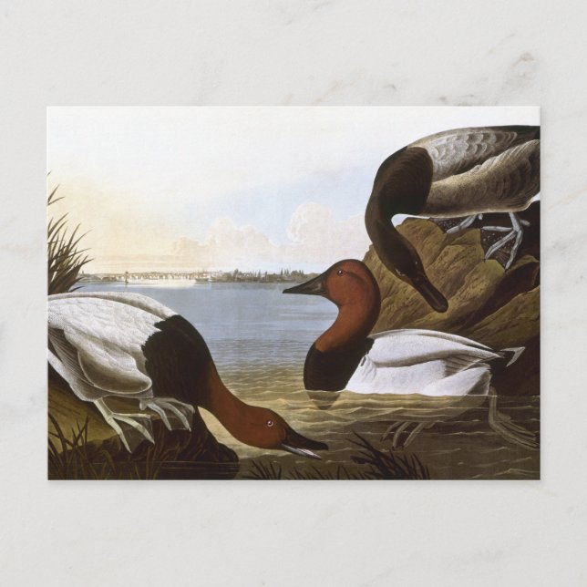 Audubon: Canvasback Postcard (Front)