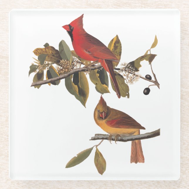 Audubon Cardinal Pair in Wild Almond Tree Glass Coaster (Front)