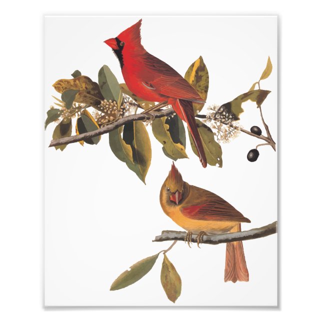 Audubon Cardinal Pair in Wild Almond Tree Photo Print (Front)
