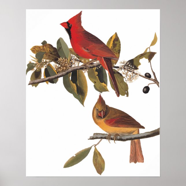 Audubon Cardinal Pair in Wild Almond Tree Poster (Front)