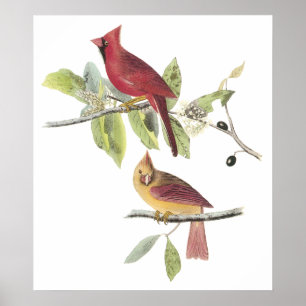 Audubon Cardinal Poster