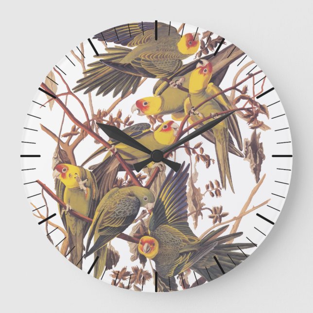 Audubon Carolina Parakeet Large Clock (Front)